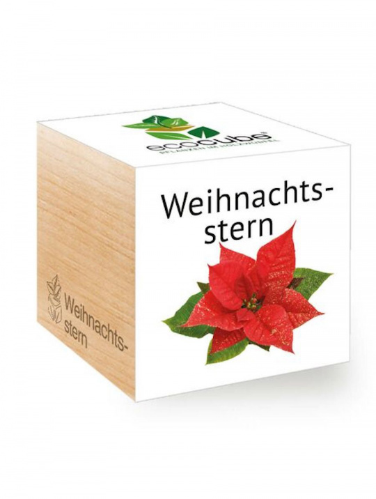 Ecocube Feel Green Weihnachtsstern