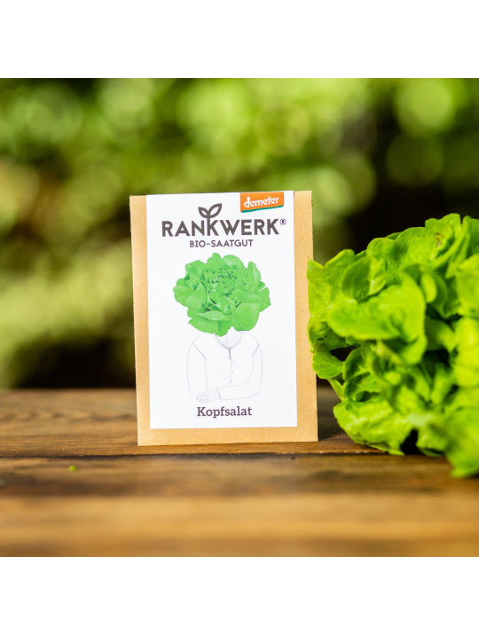 Rankwerk Saatgut Kiel Demeter Kopfsalat